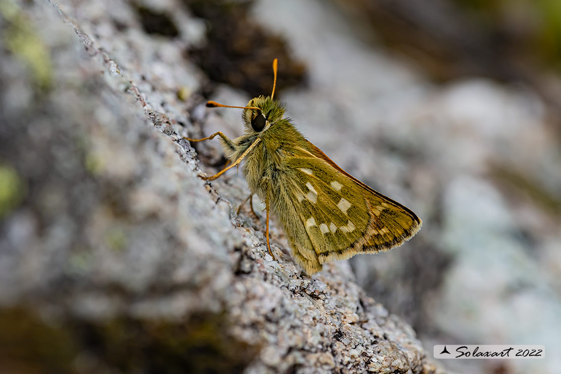 Hesperia comma